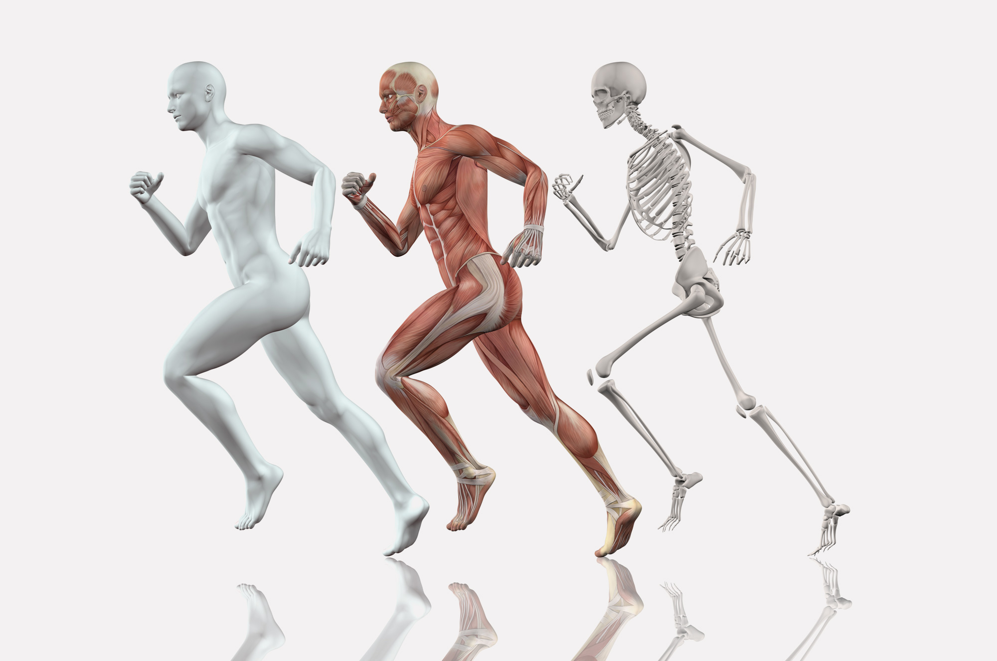Exercise, nutrition and bone strength