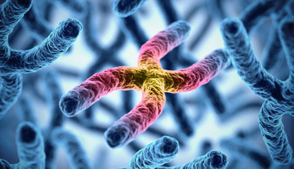 Telomere Analysis